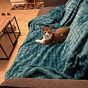 Milo participe au concours pour gagner de l'argent avec cette photo : cat, tabby_cat, sofa, blanket, couch, indoor, wooden_floor, chair, table, stool, kitchen, appliance, furniture, pet, animal, cozy, living_room, relaxing, domestic, home