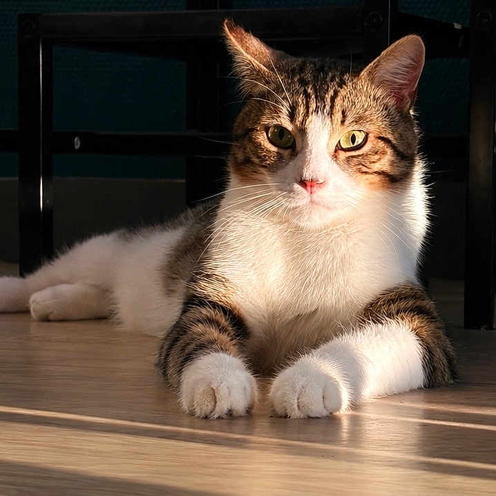 Milo participe au concours pour gagner de l'argent avec cette photo : cat, tabby, pet, animal, indoor, floor, wooden_floor, sunlight, shadow, furniture, relaxed, resting, whiskers, ears, paws, eyes, domestic_cat, mammal, cute, portrait