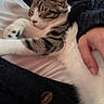 Milo participe au concours pour gagner de l'argent avec cette photo : cat, tabby, sleeping, resting, person, hand, sweater, knitwear, blanket, indoor, cozy, closeup, pet, feline, comfort, lap, relaxation, white, brown, striped