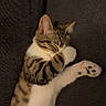 Milo participe au concours pour gagner de l'argent avec cette photo : cat, tabby, sleeping, paw, couch, fabric, cozy, relaxed, pet, animal, fur, whiskers, indoor, cute, resting, domestic_cat, striped, nap, soft, peaceful