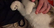 Milo a rejoint le concours — aidez-le/la à gagner de superbes lots ! cat, person, hand, fur, relaxation, indoor, cozy, comfort, cuddle, pet, animal, white, tabby, feline, sleeping, resting, human, arm, soft, closeup