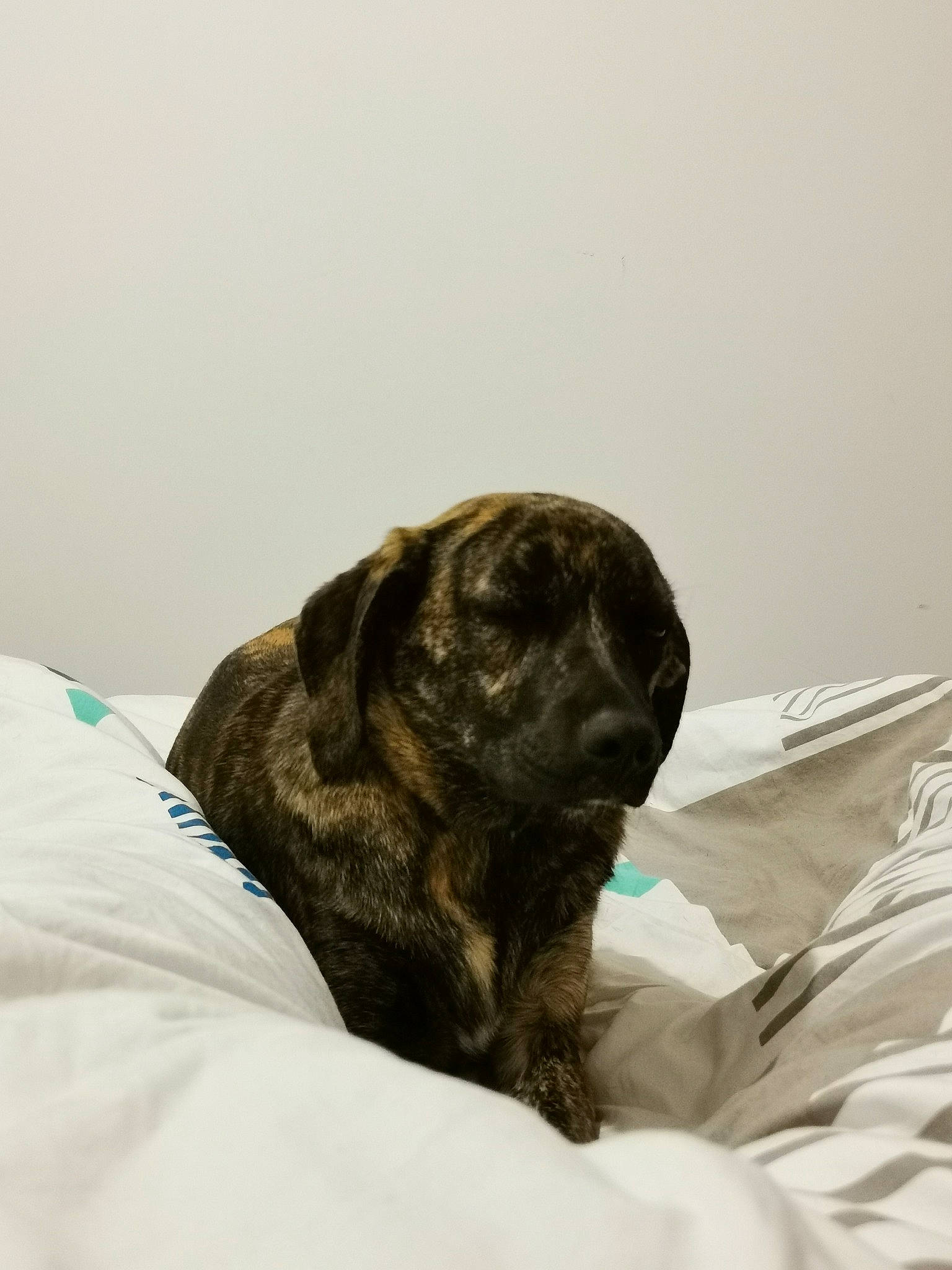 Siska participe au concours pour gagner de l'argent avec cette photo : bed, bedding, canidae, carnivore, comfort, companion_dog, dog, dog_breed, duvet, fawn, fur, grey, linens, liver, nap, snout, sporting_group, terrestrial_animal, working_animal, wrinkle