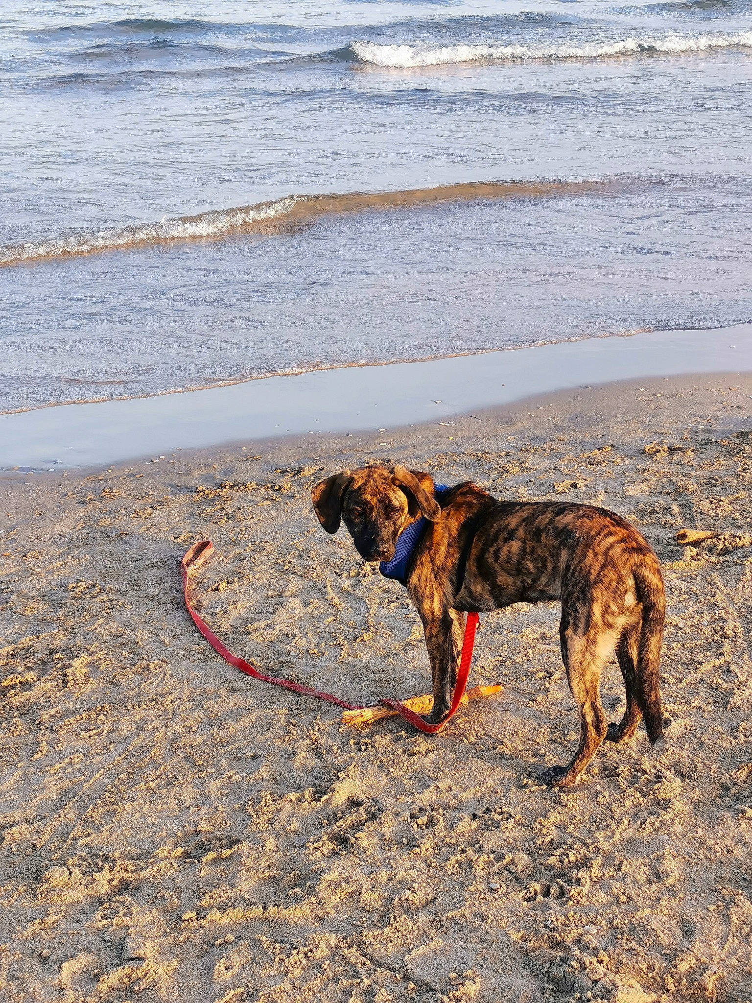 Siska a rejoint le concours — aidez-le/la à gagner de superbes lots ! beach, canidae, carnivore, coast, collar, dog, dog_breed, dog_collar, fawn, horizon, landscape, ocean, sand, shore, sporting_group, tail, water, wind_wave, working_animal, working_dog