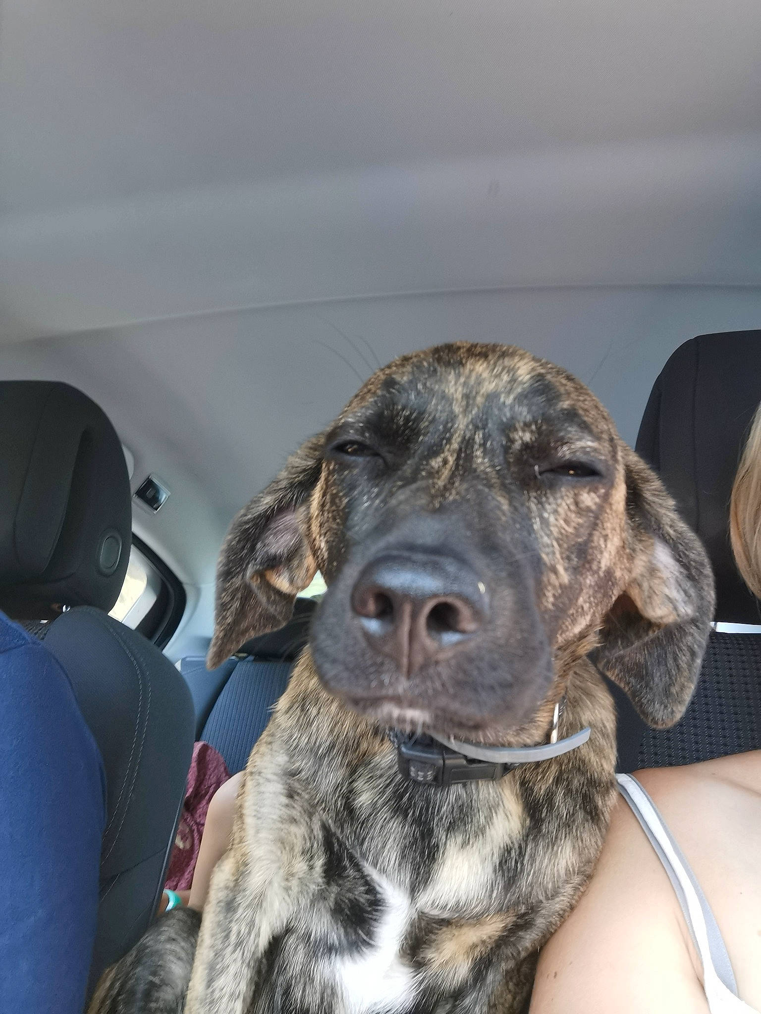 Siska a rejoint le concours — aidez-le/la à gagner de superbes lots ! braque_du_bourbonnais, canidae, carnivore, collar, companion_dog, dog, dog_breed, fur, german_shorthaired_pointer, guard_dog, gun_dog, hunting_dog, liver, non_sporting_group, plott_hound, pointing_breed, sporting_group, whiskers, working_animal, working_dog