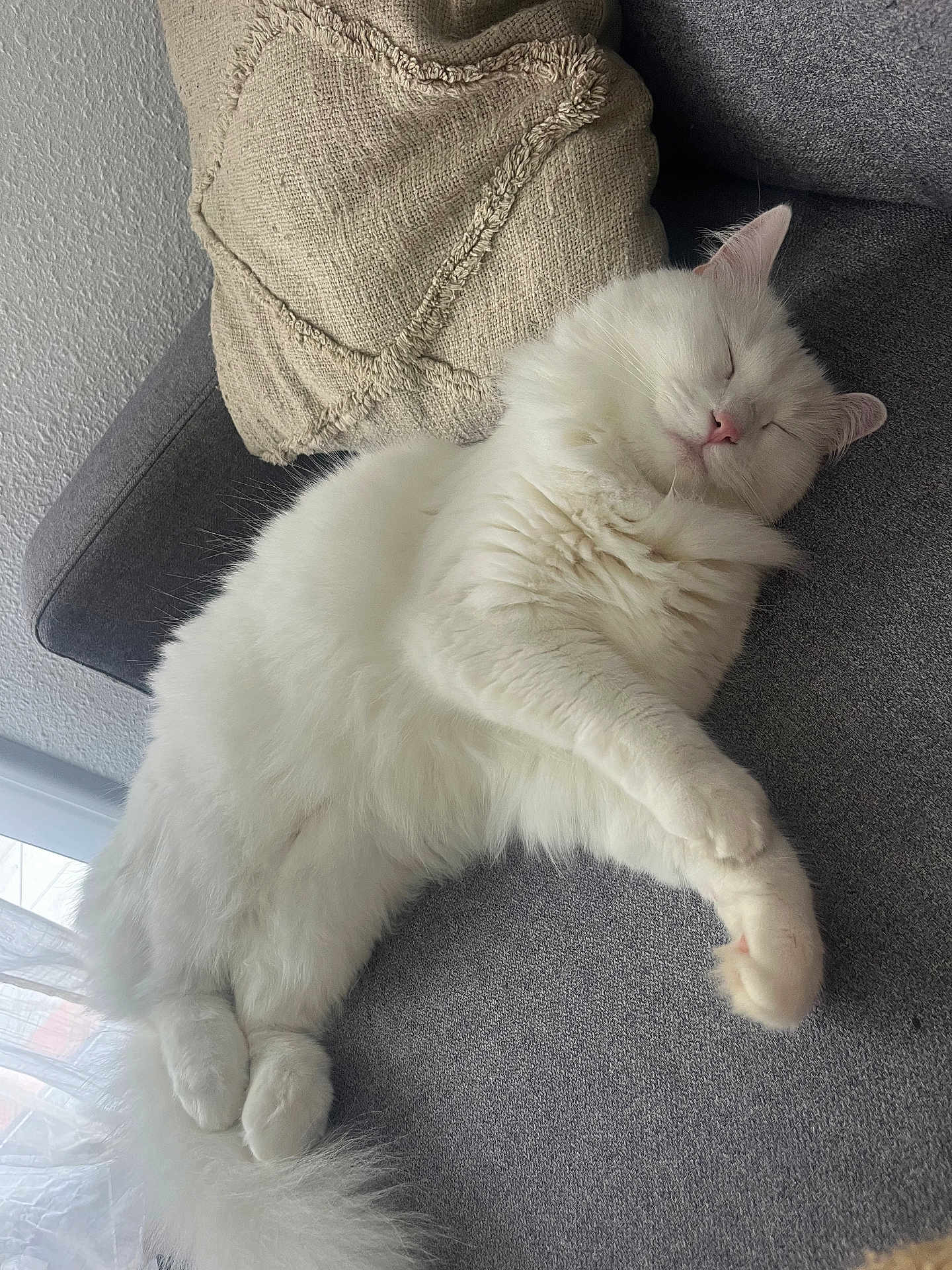 Mimoucha participe au concours pour gagner de l'argent avec cette photo : animal, cat, couch, cozy, cute, domestic_cat, feline, fluffy, fur, home, indoor, lazy, nap, pet, pillow, relaxing, resting, sleeping_cat, soft, white_cat