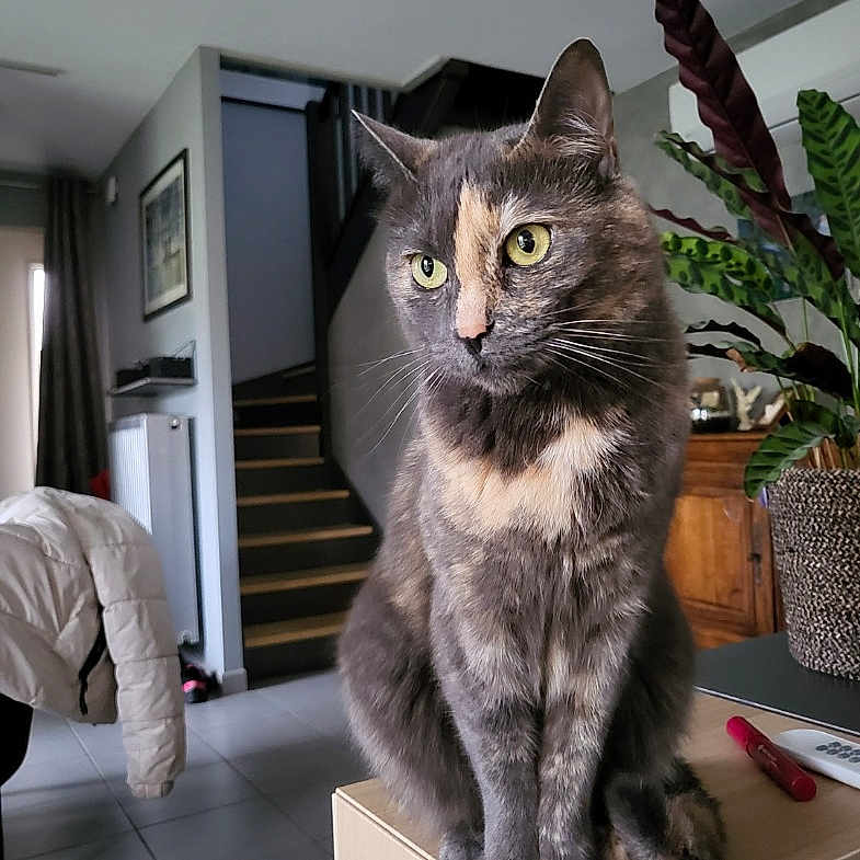 Luna participe au concours pour gagner de l'argent avec cette photo : animal, cat, coat, curtains, ears, eyes, feline, floor_tiles, furniture, houseplant, indoor, pet, radiator, remote_control, staircase, table, tortoiseshell_cat, whiskers, window, wooden_surface