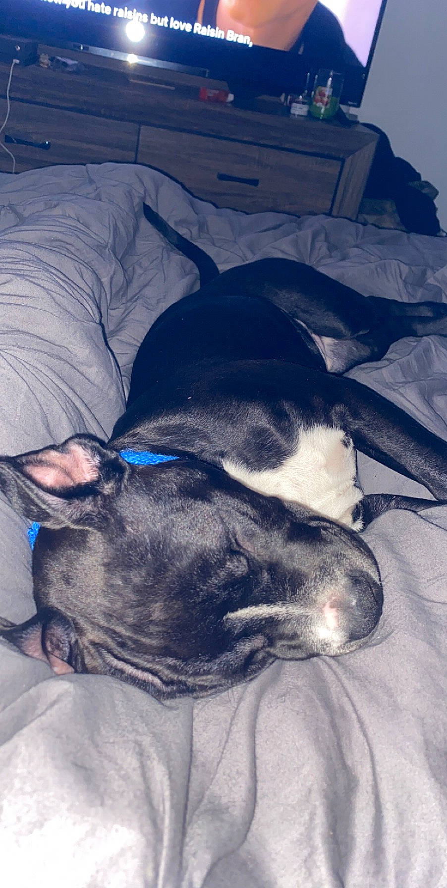 Tank joined the competition — help win amazing prizes! american_pit_bull_terrier, american_staffordshire_terrier, boston_terrier, bull_terrier, canidae, carnivore, dog, dog_breed, ear, nap, non_sporting_group, nose, pit_bull, sleep, snout, whiskers