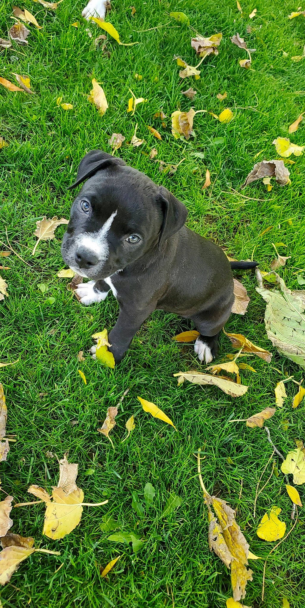 Tank joined the competition — help win amazing prizes! american_pit_bull_terrier, american_staffordshire_terrier, canidae, carnivore, companion_dog, dog, dog_breed, grass, mammal, non_sporting_group, pit_bull, plant, puppy, snout, sporting_group, vertebrate