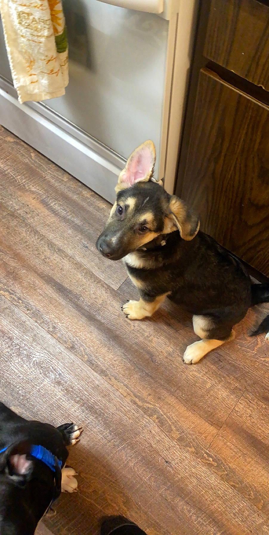 Apollo is registered to the contest to win money with this photo: canidae, carnivore, dog, dog_breed, fawn, floor, flooring, german_shepherd_dog, hardwood, mammal, paw, puppy, snout, wood, working_dog