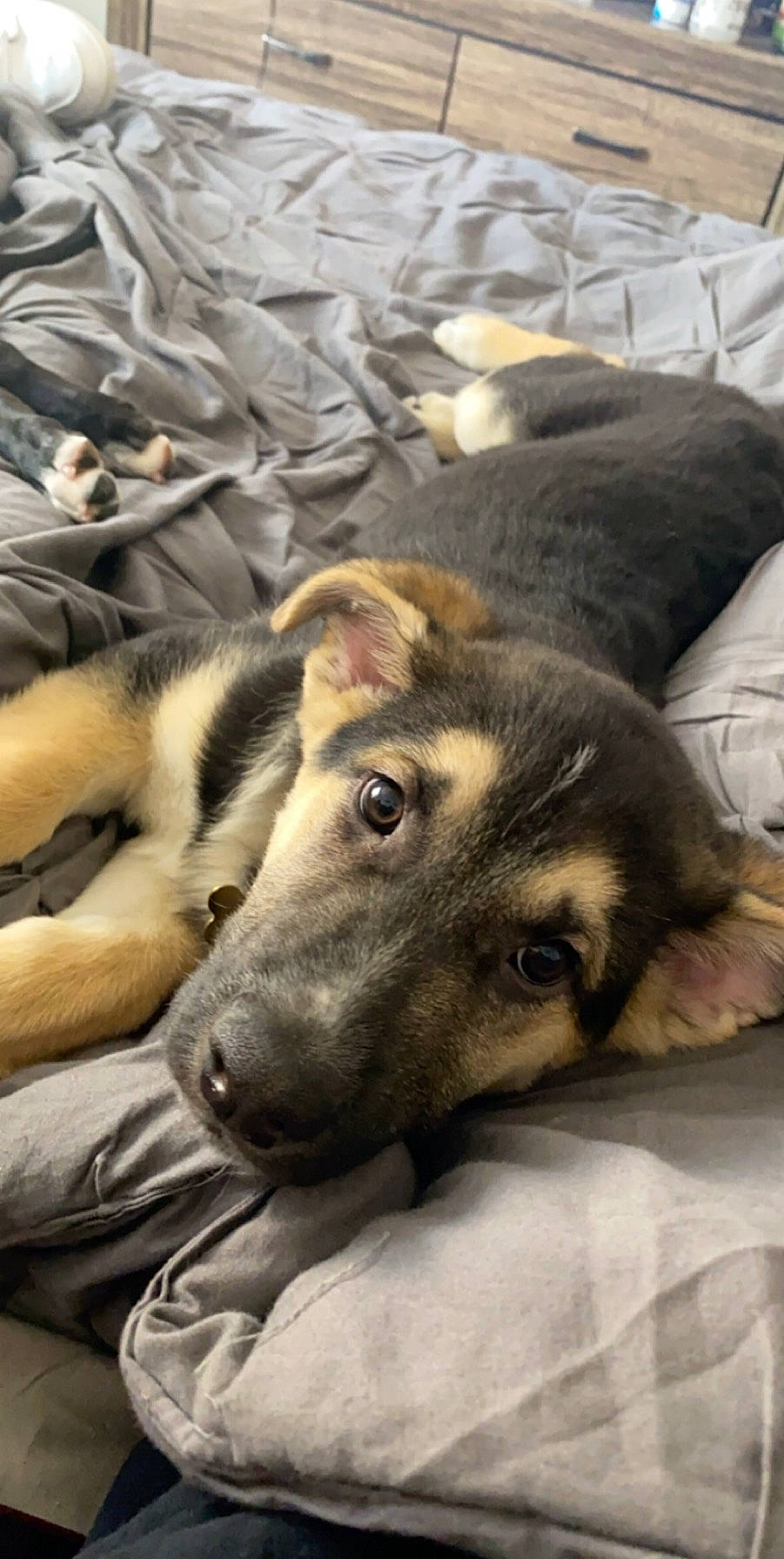 Apollo is registered to the contest to win money with this photo: canidae, carnivore, czechoslovakian_wolfdog, dog, dog_breed, mammal, norwegian_elkhound, puppy, siberian_husky, snout, street_dog, vertebrate, wolfdog