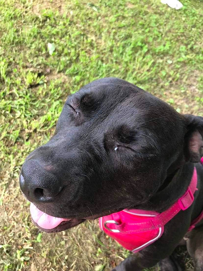 Snookie is registered to the contest to win money with this photo: adventure, borador, canidae, carnivore, collar, companion_dog, dog, dog_breed, dog_collar, fur, grass, gun_dog, leash, pet_supply, plant, retriever, snout, sporting_group, whiskers, working_animal