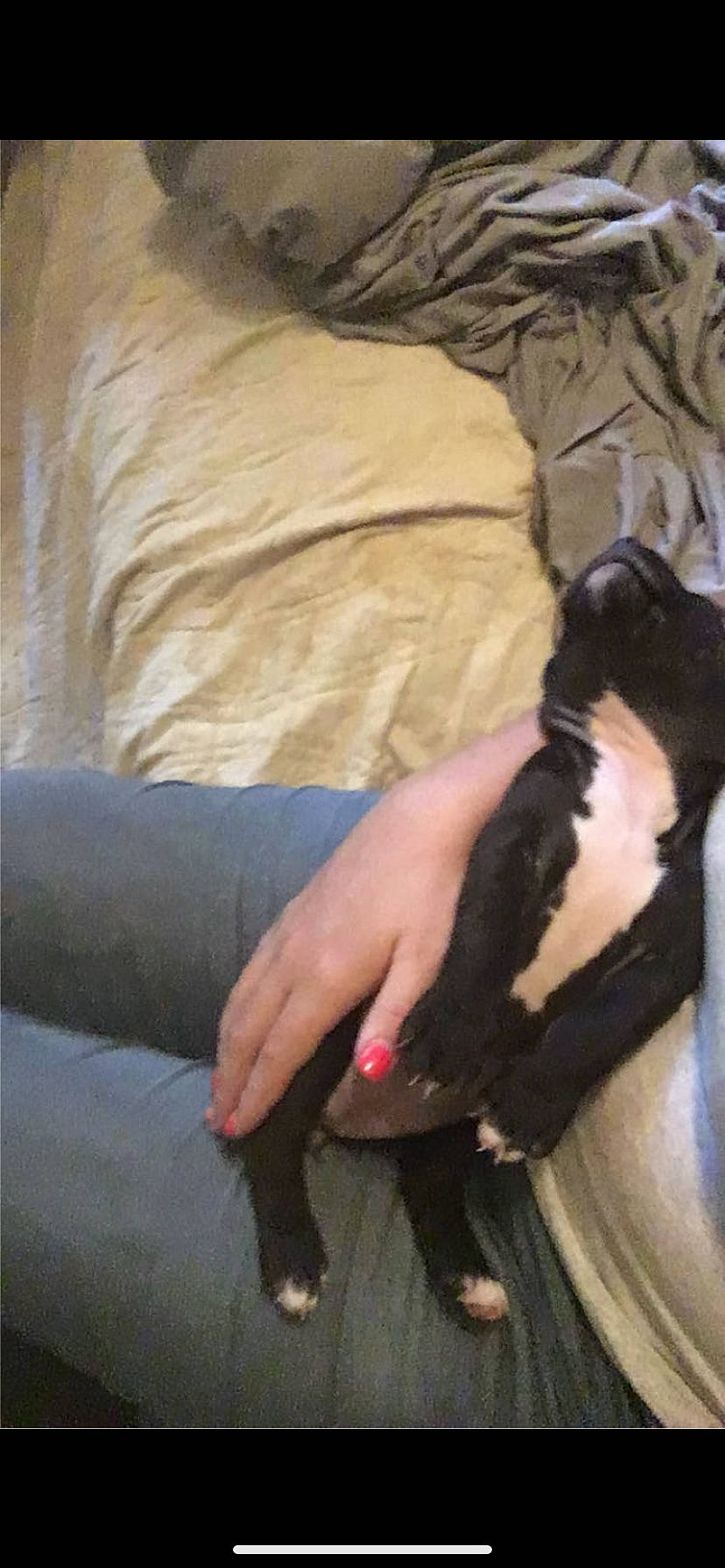 Snookie joined the competition — help win amazing prizes! carnivore, claw, comfort, companion_dog, dog_breed, elbow, felidae, foot, formal_wear, fur, gesture, human_leg, knee, lap, small_to_medium_sized_cats, sporting_group, tail, thigh, wood, wrist