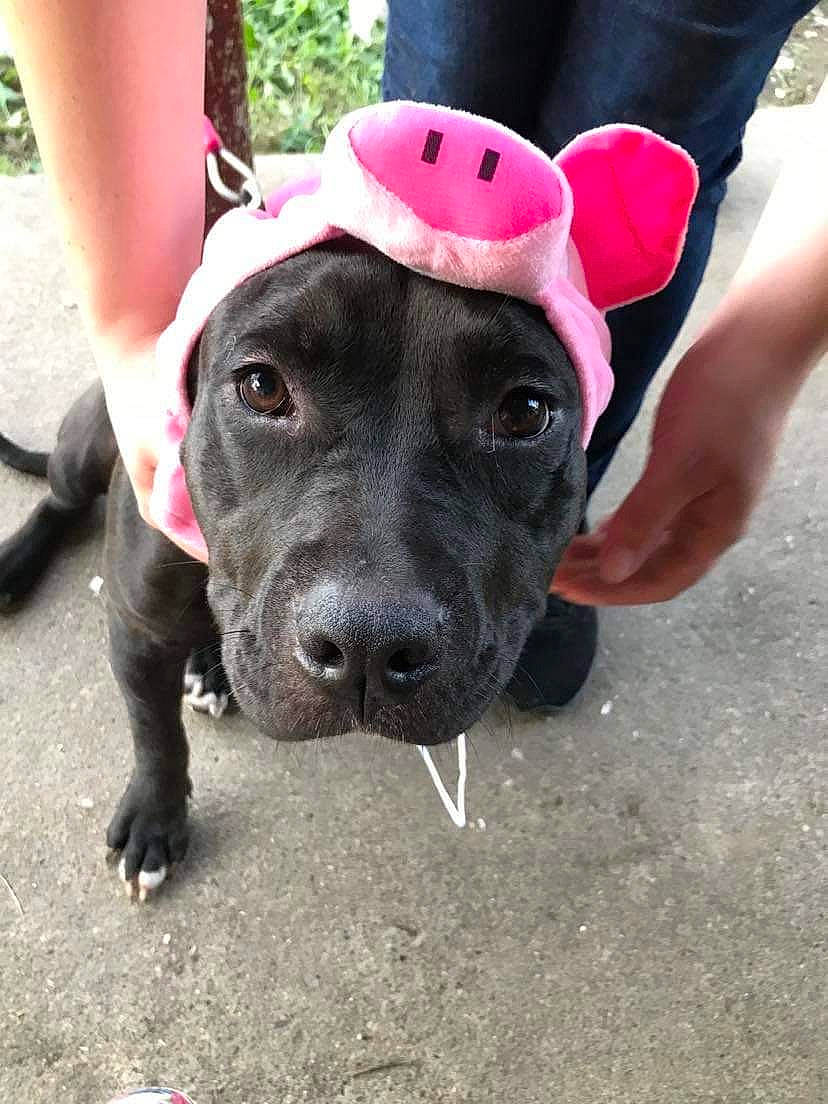 Snookie joined the competition — help win amazing prizes! carnivore, collar, companion_dog, dog, dog_breed, dog_collar, dog_supply, dog_walking, fashion_accessory, fawn, foot, fur, hat, human_leg, leash, personal_protective_equipment, pet_supply, snout, sporting_group, working_animal