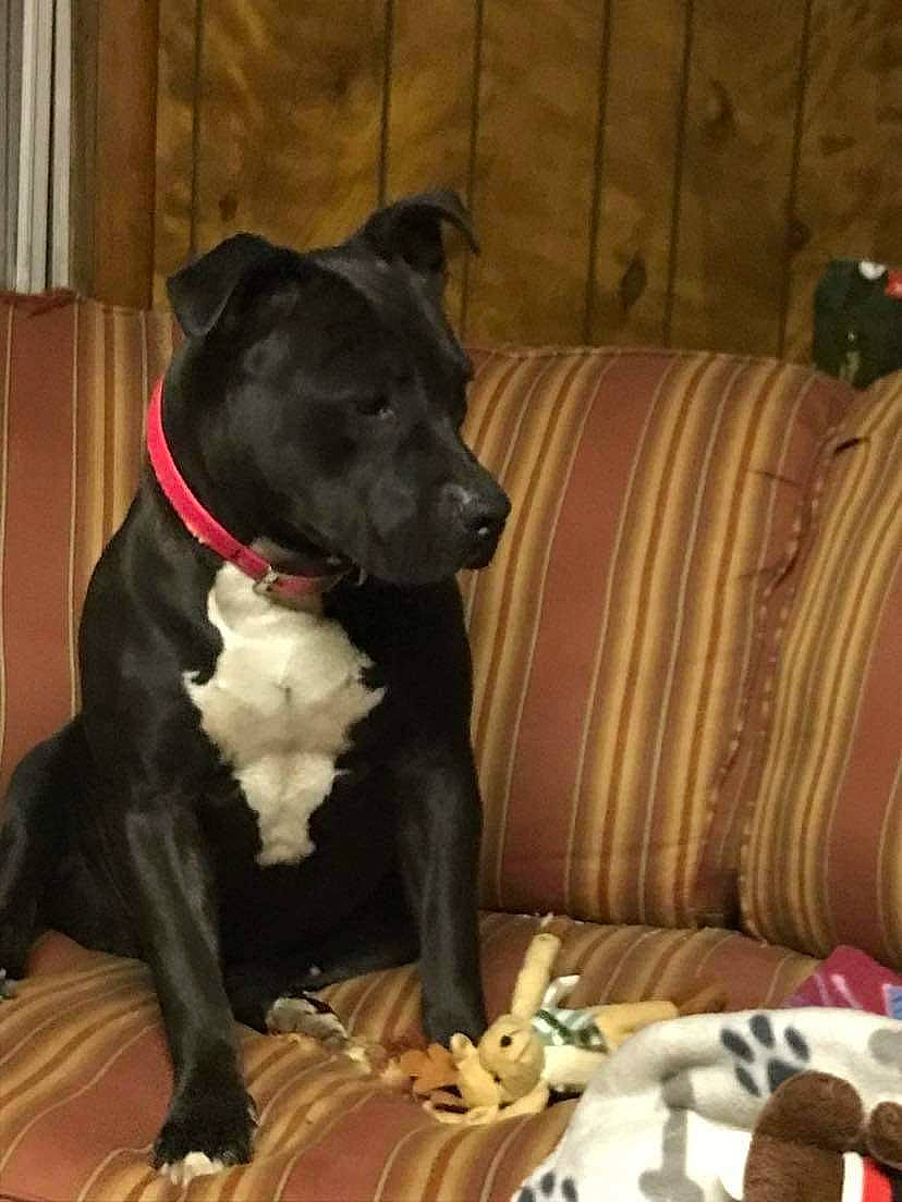 Snookie is registered to the contest to win money with this photo: carnivore, collar, comfort, companion_dog, couch, dog, dog_breed, dog_collar, dog_supply, fawn, fur, guard_dog, hardwood, pet_supply, snout, sporting_group, tail, whiskers, working_animal, working_dog