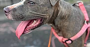 Princess joined the competition — help win amazing prizes! animal, bench, blurred_background, canine, closeup, daylight, dog, ears, fur, happy, harness, leash, outdoor, panting, pavement, pet, pink_harness, side_profile, snout, tongue_out