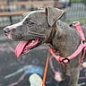 animal, bench, blurred_background, canine, closeup, daylight, dog, ears, fur, happy, harness, leash, outdoor, panting, pavement, pet, pink_harness, side_profile, snout, tongue_out