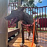 Princess joined the competition — help win amazing prizes! animal, canine, clouds, daytime, dog, happy, harness, leash, metal_pole, outdoor, pet, play, playground, red_railings, shadow, sky, sunlight, tongue_out, trees, wooden_platform