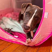 Princess is registered to the contest to win money with this photo: animal, blanket, brown_dog, chewing, closeup, cozy, cute, dog, ears, indoor, nose, paw, pet, pink_tent, playful, puppy, resting, soft_light, star_pattern, wooden_floor