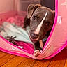 animal, blanket, brown_dog, chewing, closeup, cozy, cute, dog, ears, indoor, nose, paw, pet, pink_tent, playful, puppy, resting, soft_light, star_pattern, wooden_floor