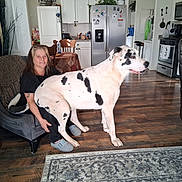 Samson is registered to the contest to win money with this photo: woman, dog, indoor, living_room, chair, table, refrigerator, kitchen, floor, rug, smile, pet, black_and_white_dog, furniture, wooden_floor, appliance, casual_clothing, happy, seated, domestic