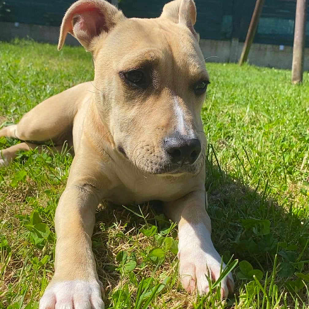 Athéna a rejoint le concours — aidez-le/la à gagner de superbes lots ! animal, backyard, ball, bulldog, canine, dog, field, grass, grassland, green, lawn, nature, outdoors, pet, plant, puppy, sport, tennis, tennisball, yard