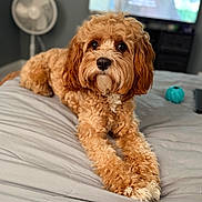 Jasper joined the competition — help win amazing prizes! dog, curly_fur, brown_fur, pet, canine, portrait, lying_down, bed, bedding, indoors, bedroom, television, fan, toy, turquoise_toy, cozy, looking_at_camera, floppy_ears, paws, home