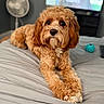 dog, curly_fur, brown_fur, pet, canine, portrait, lying_down, bed, bedding, indoors, bedroom, television, fan, toy, turquoise_toy, cozy, looking_at_camera, floppy_ears, paws, home