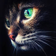 Canelle participe au concours pour gagner de l'argent avec cette photo : cat, close_up, green_eyes, whiskers, fur, animal, pet, portrait, face, muzzle, nose, macro, feline, detailed, texture, lighting, expression, nature, cute, mystical