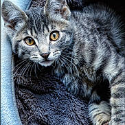 Canelle a rejoint le concours — aidez-le/la à gagner de superbes lots ! animal, blanket, cat, closeup, cozy, curious, cute, ears, eyes, feline, fur, indoor, kitten, pet, portrait, resting, soft, tabby, whiskers, young