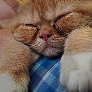 Tora joined the competition — help win amazing prizes! animal, blue_checkered, cat, close_up, cozy, cute, domestic_cat, fabric, face, fur, nose, orange_cat, paws, peaceful, pet, relaxed, resting, sleeping, soft_lighting, whiskers