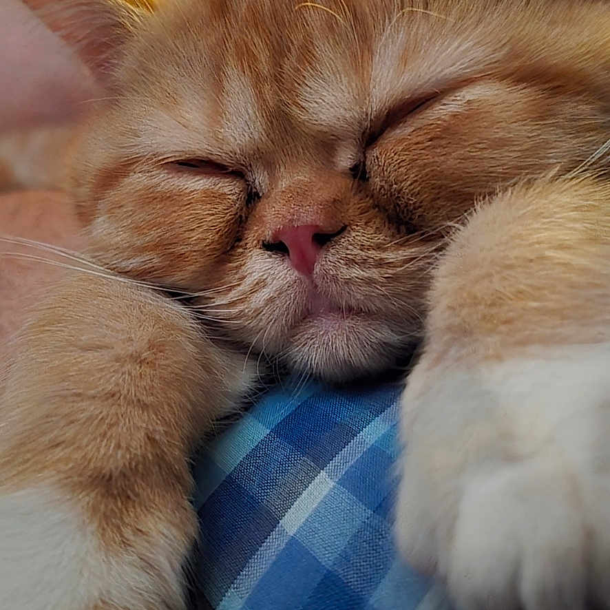 Tora