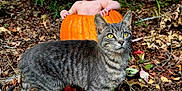 Scarlett joined the competition — help win amazing prizes! animal, autumn, baby, cat, child, cute, fall, forest, ground, happy, headband, leaves, nature, orange, outdoor, plant, pumpkin, season, smiling, tabby_cat