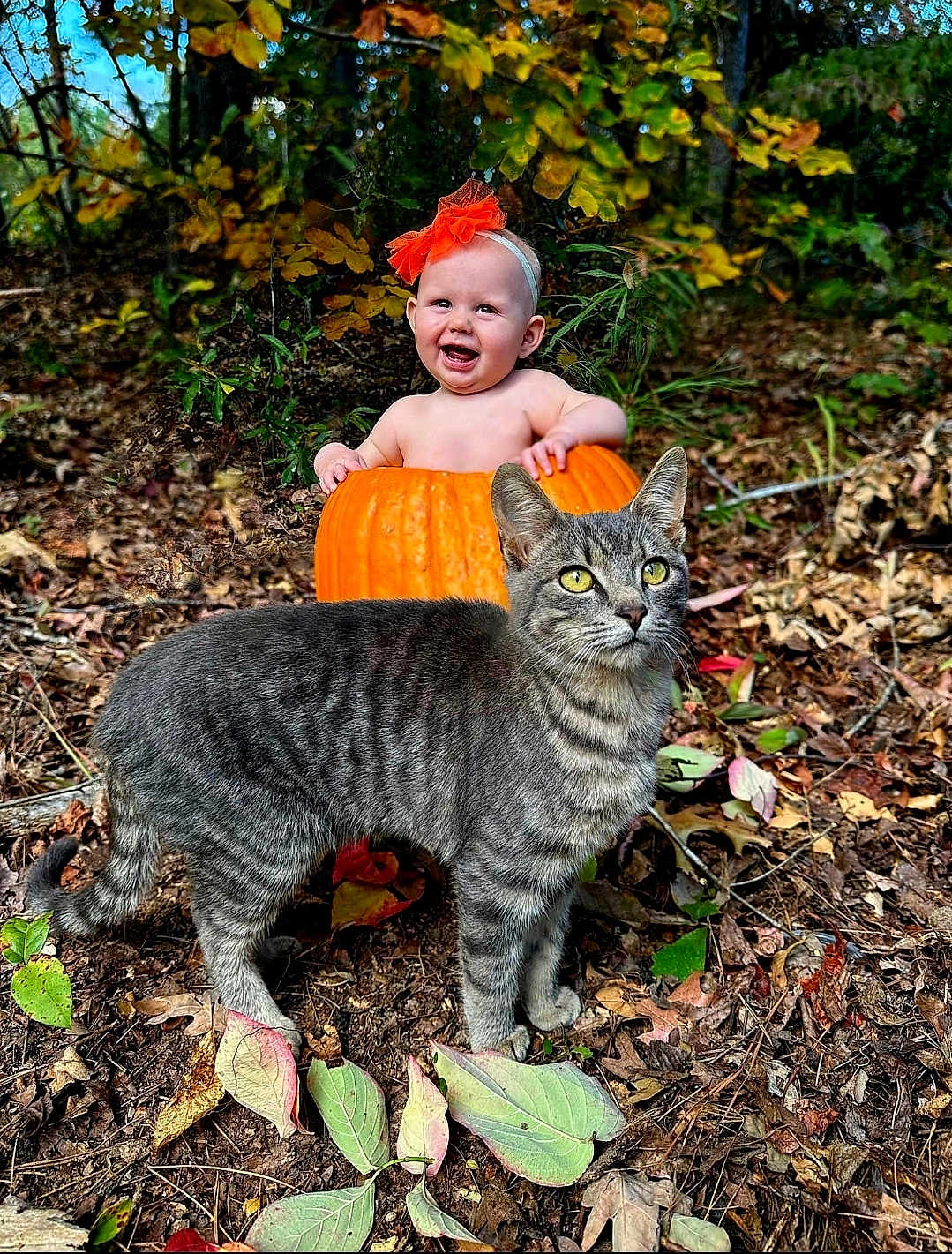 Scarlett joined the competition — help win amazing prizes! baby, pumpkin, cat, autumn, forest, leaves, orange, headband, outdoor, nature, cute, smiling, animal, child, fall, ground, plant, tabby_cat, happy, season