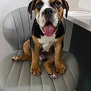 Bruno is registered to the contest to win money with this photo: puppy, dog, chair, indoor, tongue_out, cute, pet, brown, black, white, floor, happy, sitting, nose, ears, paws, young_dog, furniture, looking_at_camera, domestic_animal
