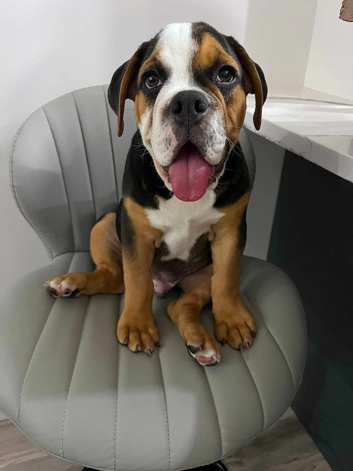 Bruno is registered to the contest to win money with this photo: puppy, dog, chair, indoor, tongue_out, cute, pet, brown, black, white, floor, happy, sitting, nose, ears, paws, young_dog, furniture, looking_at_camera, domestic_animal