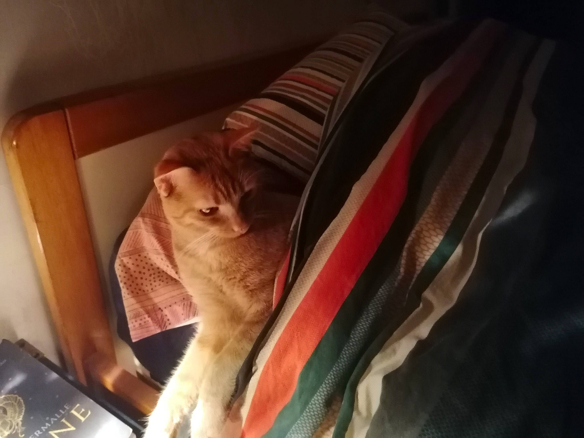 Sisi a rejoint le concours — aidez-le/la à gagner de superbes lots ! bag, canidae, carnivore, cat, comfort, domestic_short_haired_cat, fawn, felidae, fur, human_leg, leg, linens, luggage_and_bags, room, sitting, small_to_medium_sized_cats, snout, tail, whiskers, wood