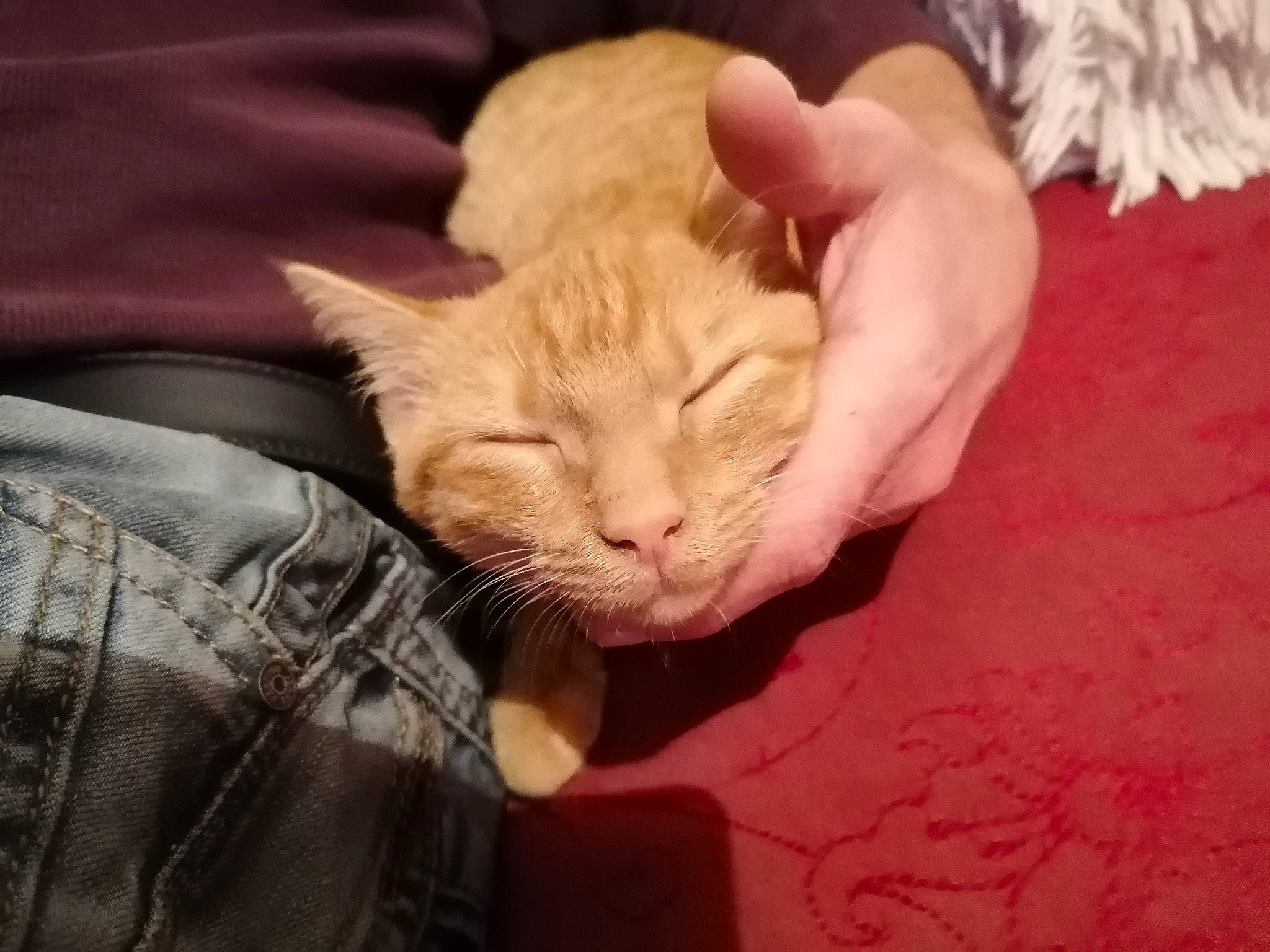 Sisi a rejoint le concours — aidez-le/la à gagner de superbes lots ! carnivore, cat, claw, comfort, domestic_short_haired_cat, ear, fawn, felidae, fur, gesture, lap, linens, nail, nap, paw, small_to_medium_sized_cats, snout, tail, textile, whiskers