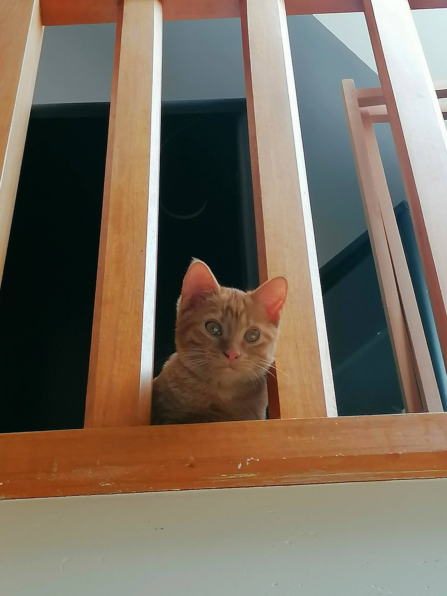 Sisi participe au concours pour gagner de l'argent avec cette photo : carnivore, cat, ceiling, domestic_short_haired_cat, fawn, felidae, fur, hardwood, pattern, plywood, rectangle, room, small_to_medium_sized_cats, symmetry, tail, tints_and_shades, whiskers, window, wood, wood_stain