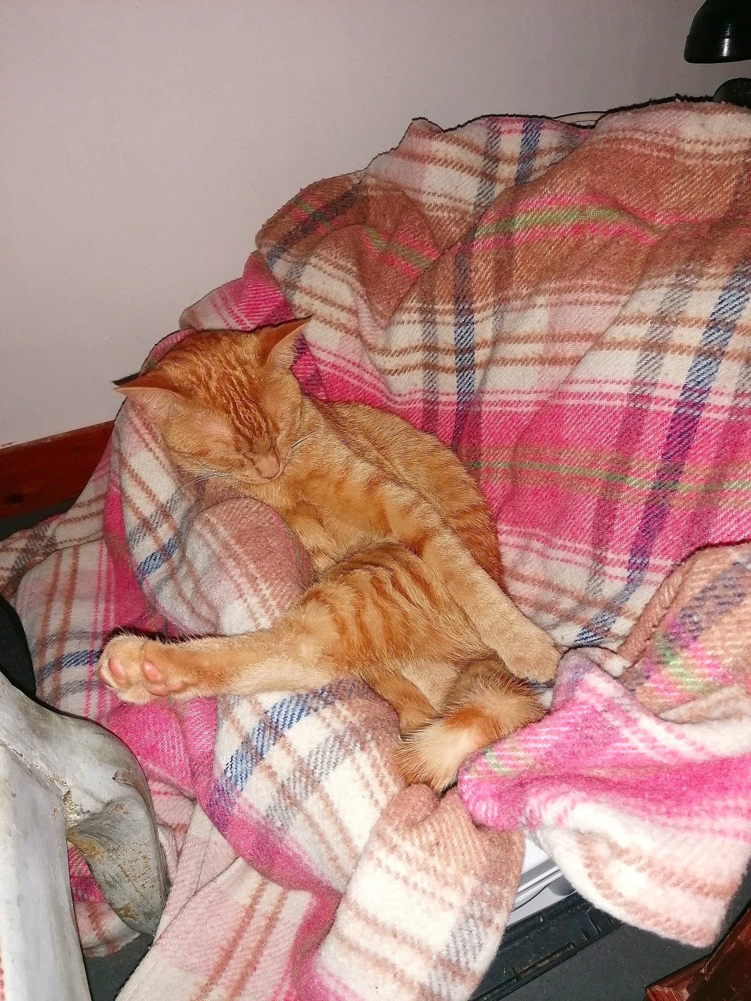 Sisi participe au concours pour gagner de l'argent avec cette photo : bed_sheet, bedding, carnivore, cat, comfort, domestic_short_haired_cat, fawn, felidae, fur, linens, magenta, pattern, pink, plaid, room, small_to_medium_sized_cats, tail, tartan, textile, whiskers