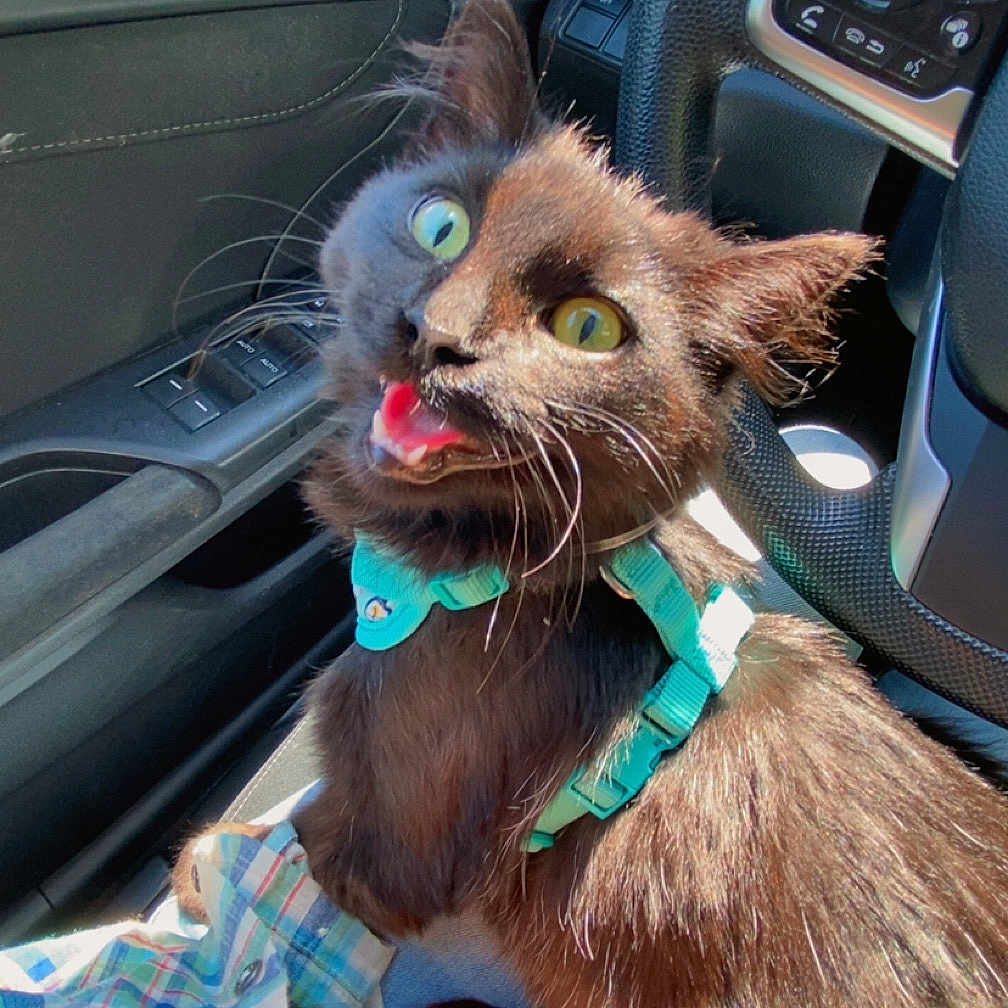 Phoebe joined the competition — help win amazing prizes! accessories, alloywheel, animal, beak, bodypart, car, carwheel, cat, cushion, homedecor, machine, mouth, person, pet, spoke, tire, tongue, transportation, vehicle, wheel
