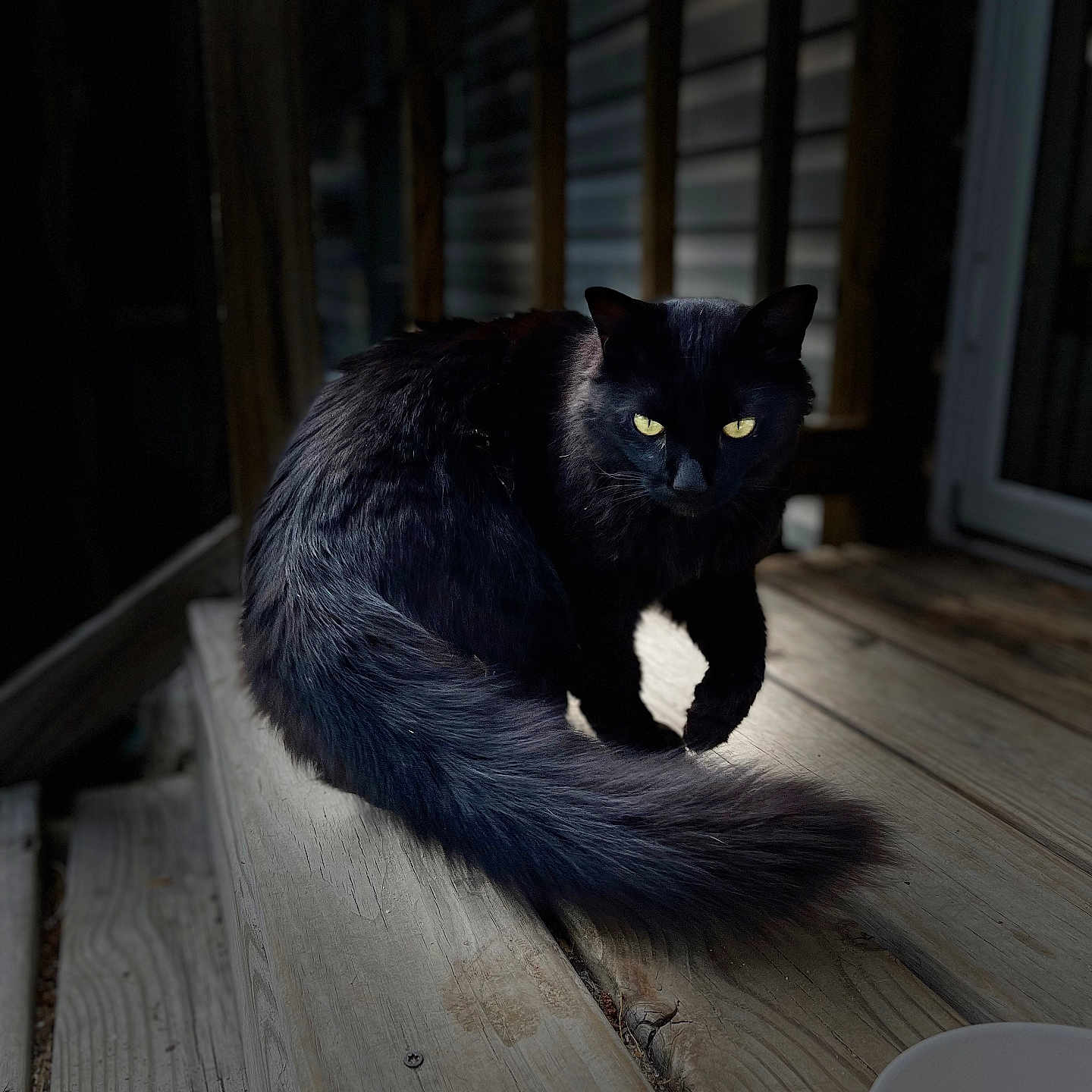 Loki joined the competition — help win amazing prizes! alone, animal, black_cat, cat, domestic_animal, feline, fur, mystery, night, outdoor, pet, portrait, quiet, shadow, sitting, tail, whiskers, wildlife, wooden_steps, yellow_eyes