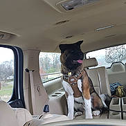 Bruce Lee is registered to the contest to win money with this photo: animal, backseat, beige, canine, car_interior, daylight, dog, fur, happy, harness, indoor, leash, pet, seat, sitting, tiger_decal, tongue_out, transportation, vehicle, window