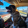 Bruce Lee joined the competition — help win amazing prizes! animal, blue_sky, car_interior, dashboard, daylight, dog, happy, harness, interior, leash, pet, roadside, seat, side_view, sunlight, tongue_out, transportation, travel, vehicle, window