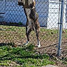 Bruce Lee joined the competition — help win amazing prizes! animal, canine, chain_link_fence, collar, curious, daylight, dog, door, grass, house, outdoor, paws, pet, playful, residential, sidewalk, standing, suburban, window, yard