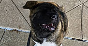 Bruce Lee joined the competition — help win amazing prizes! animal, canine, concrete, daylight, dog, fur, grass, happy, leash, nature, outdoor, pavement, paw, pet, playful, puppy, sidewalk, smiling, walking, young_dog