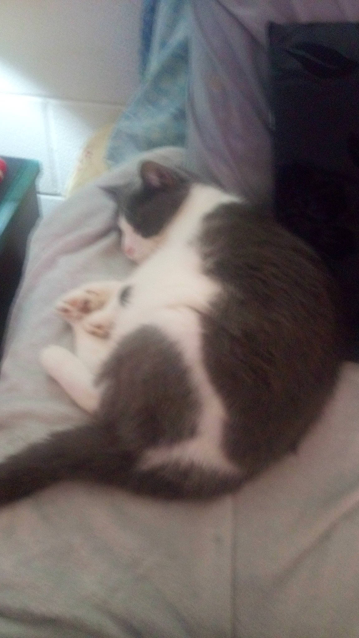 Keke is registered to the contest to win money with this photo: canidae, carnivore, cat, cloud, comfort, companion_dog, dog_breed, domestic_short_haired_cat, felidae, fur, nap, paw, sky, sleep, small_to_medium_sized_cats, sporting_group, square, tail, whiskers