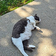 Keke is registered to the contest to win money with this photo: animal, cat, concrete, daylight, fur, grass, gray_and_white, lying_down, mammal, nature, outdoor, paw, pet, relaxed, resting, shadow, sidewalk, sunlight, tail, whiskers