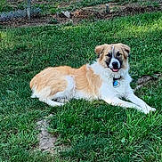 Shiloh joined the competition — help win amazing prizes! animal, canine, collar, dog, domestic, fence, fur, grass, greenery, happy, lawn, nature, outdoor, pet, relaxed, resting, sunlight, tag, tongue, yard