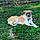 Shiloh
