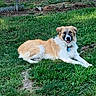animal, canine, collar, dog, domestic, fence, fur, grass, greenery, happy, lawn, nature, outdoor, pet, relaxed, resting, sunlight, tag, tongue, yard